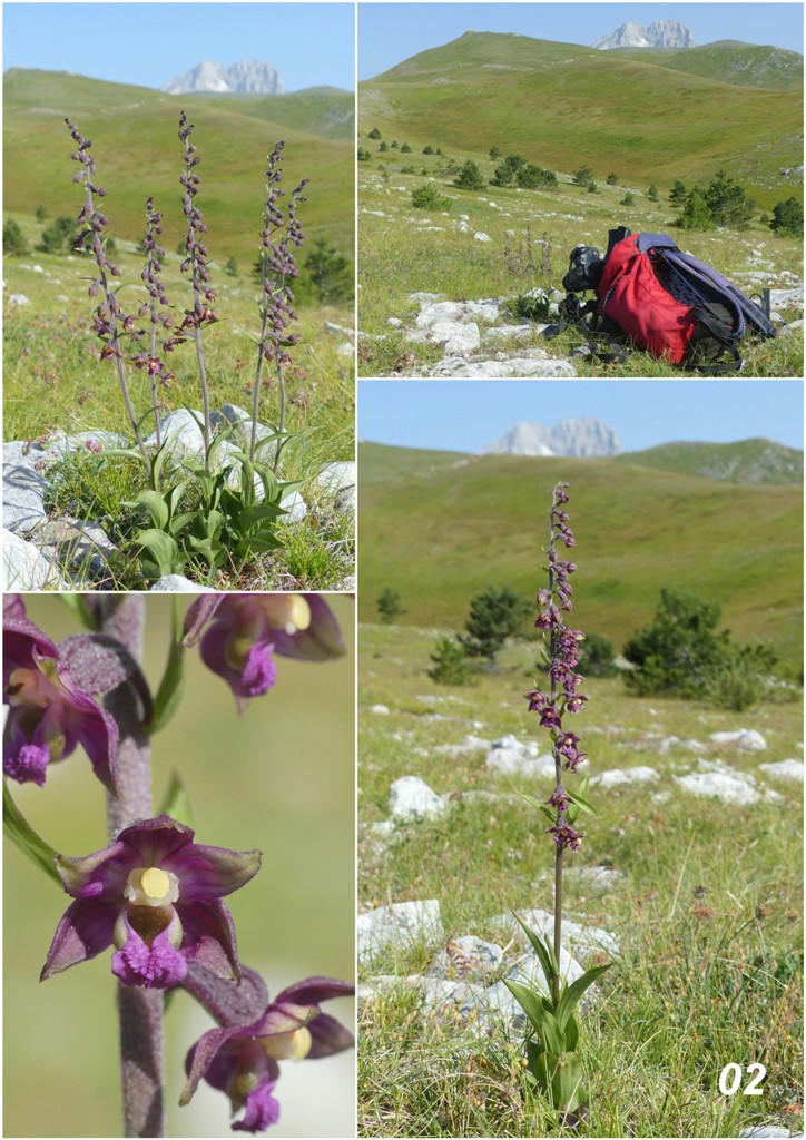 Epipactis da classificare: Campo Imperatore (AQ) luglio 2023.